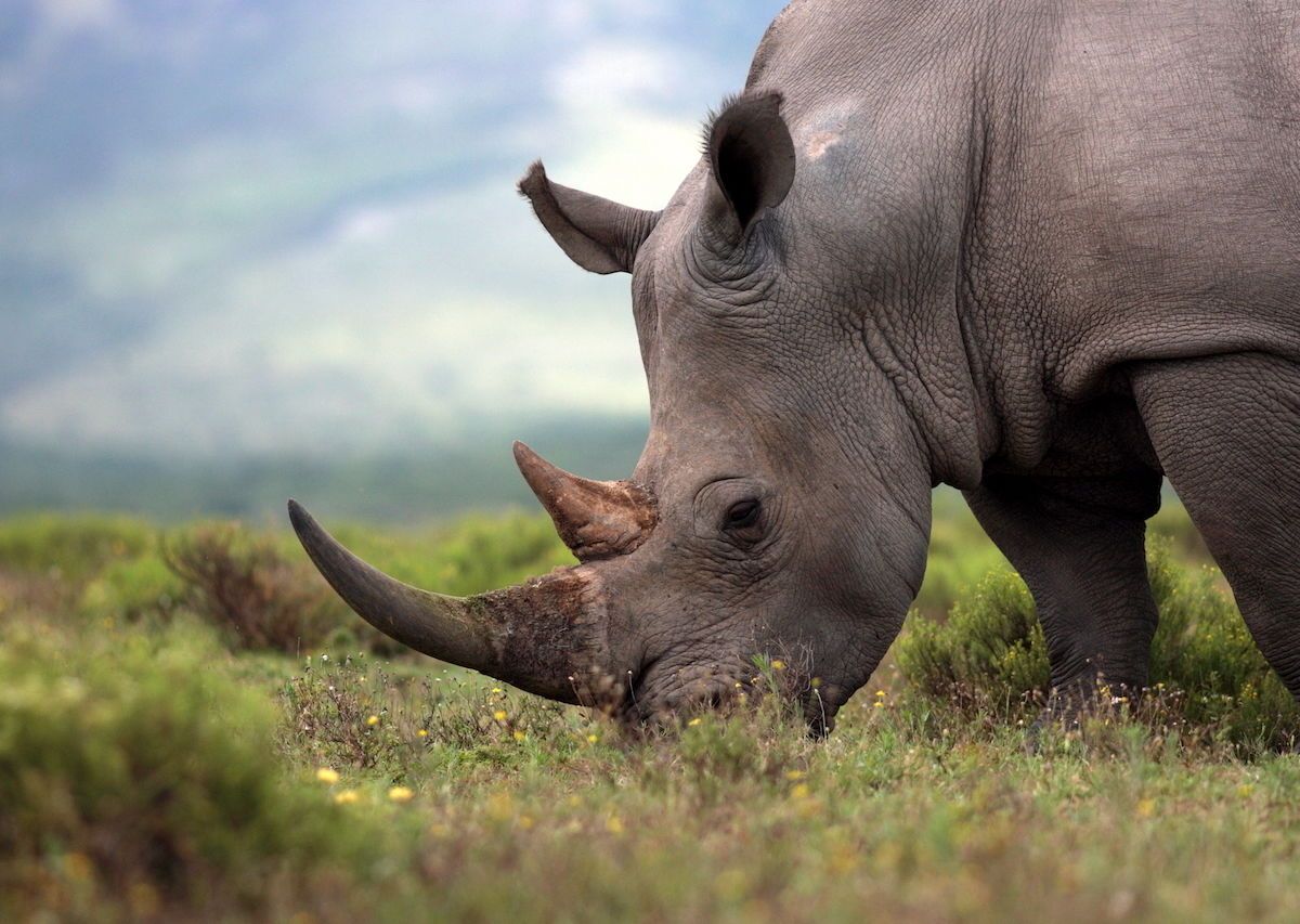Botswana Evacuates Its Population of Endangered Black Rhinos