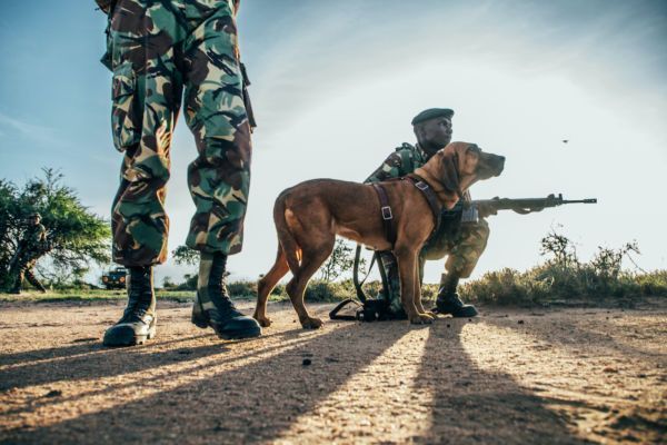 Pack of Bloodhounds Protects Endangered Wildlife From Poachers