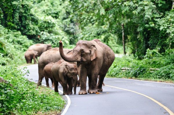 Thailand May Close National Parks for Two Months Each Year