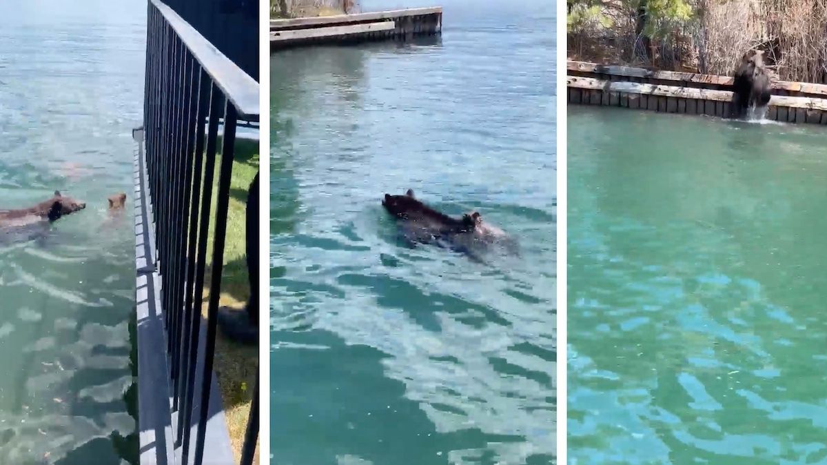 Mother Bear Saves Cubs Stranded in South Lake Tahoe(02)