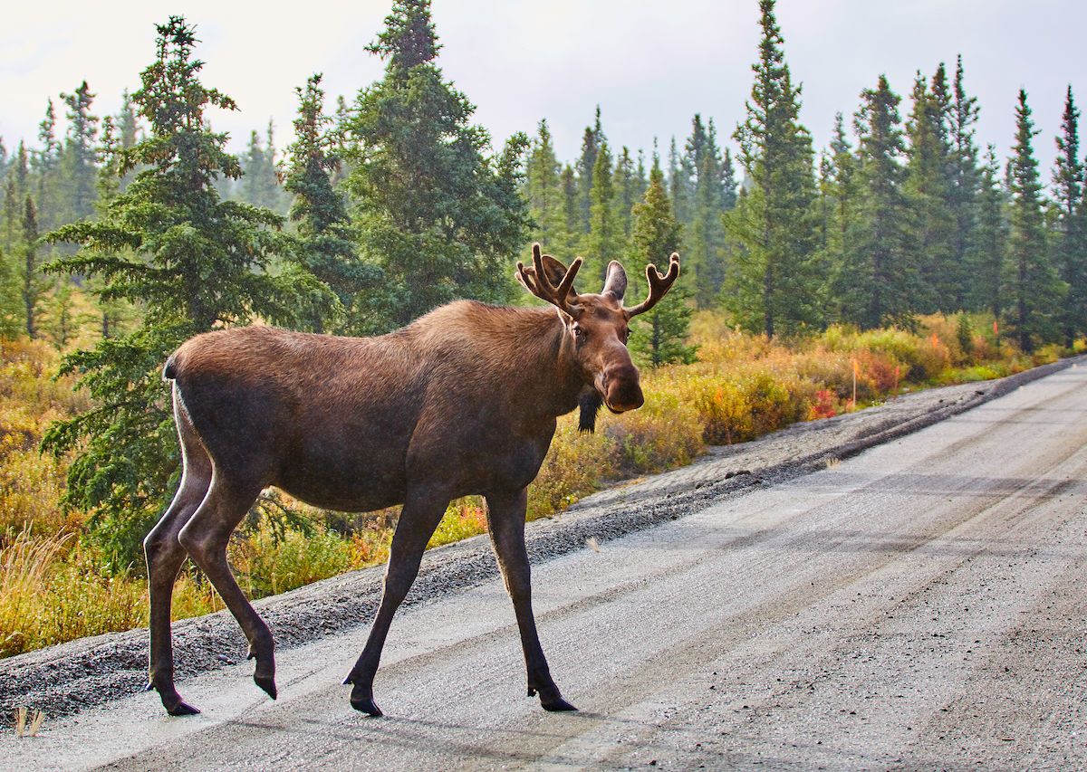 Everything You Need to Know About Alaska’s Roadkill Lottery
