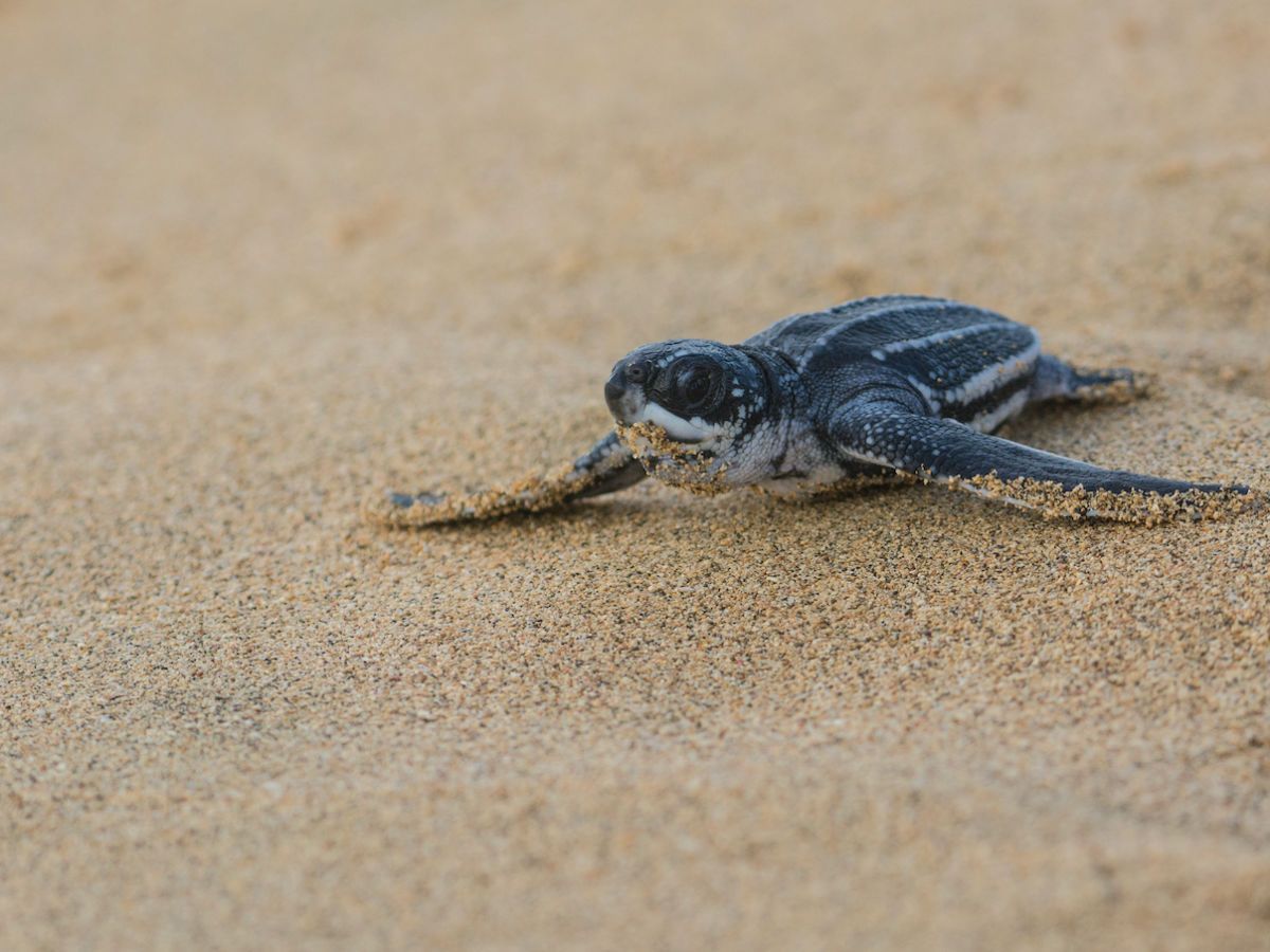 Thailand Sees Increase in Leatherback Sea Turtle Nests