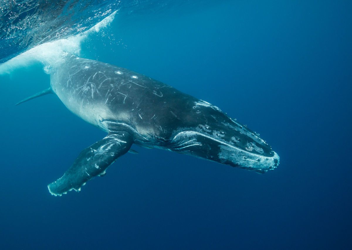 Whale Calf Rescue in Queensland, Australia, Leads to $18,000 Fine