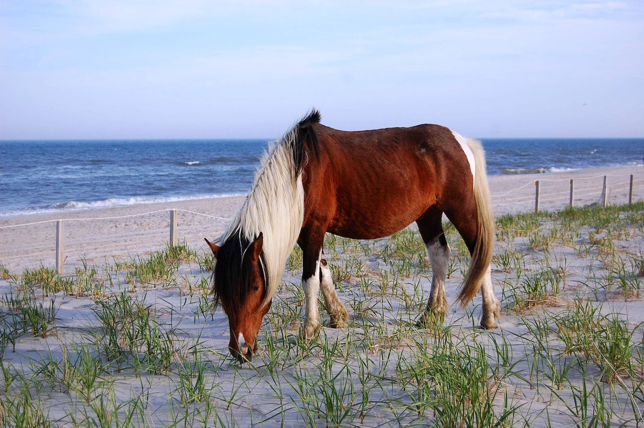 wild horses in us on maryland beach