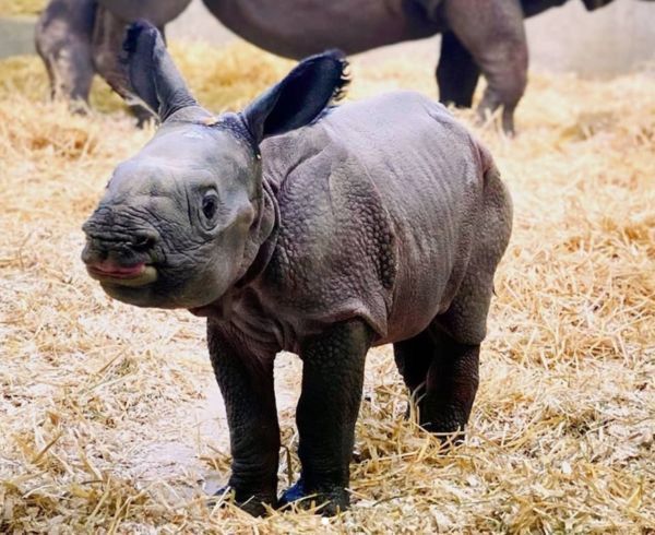 The Denver Zoo Has a Baby Rhino Camera