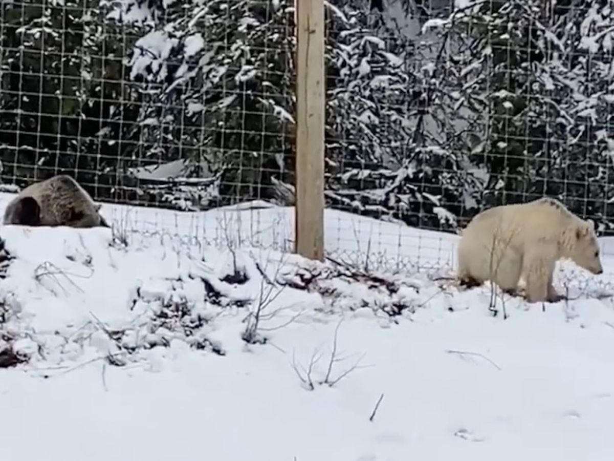 Rare White Grizzly Bear Sighting in Banff National Park, Canada
