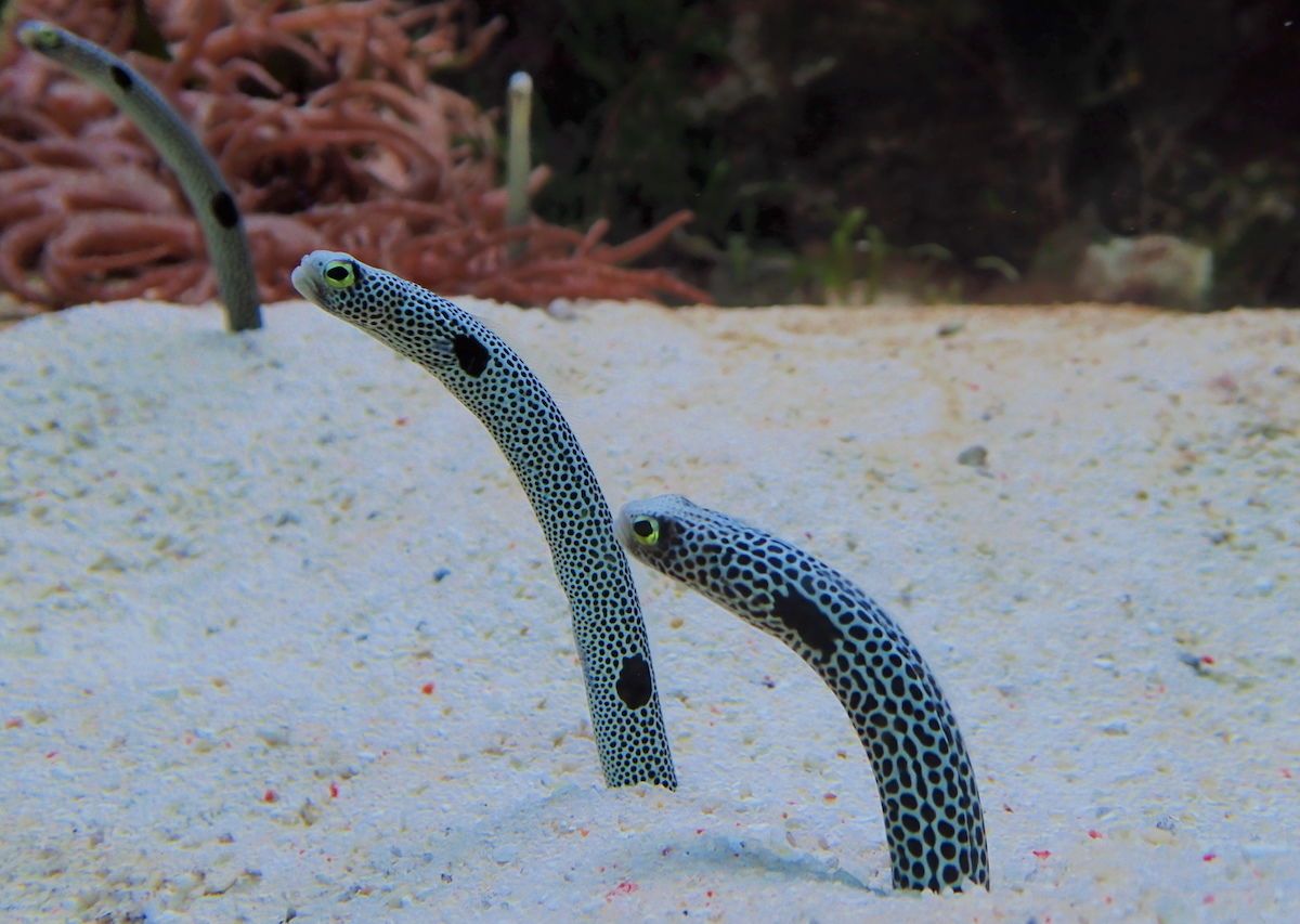 Japanese Aquarium Asks People to FaceTime Their Garden Eels