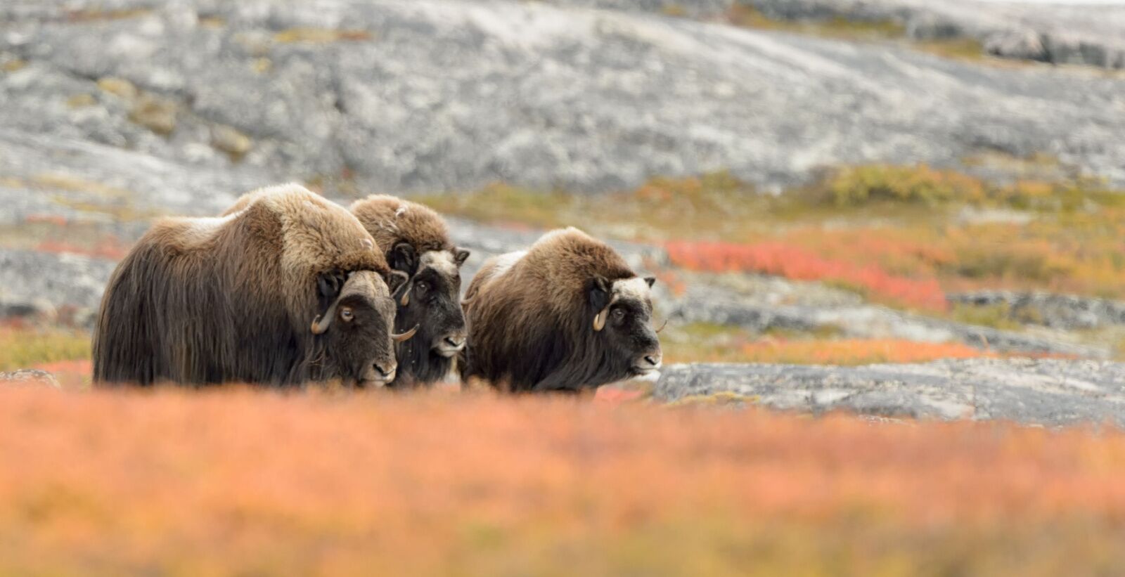 Musk ox roaming in Nunavik, Canada