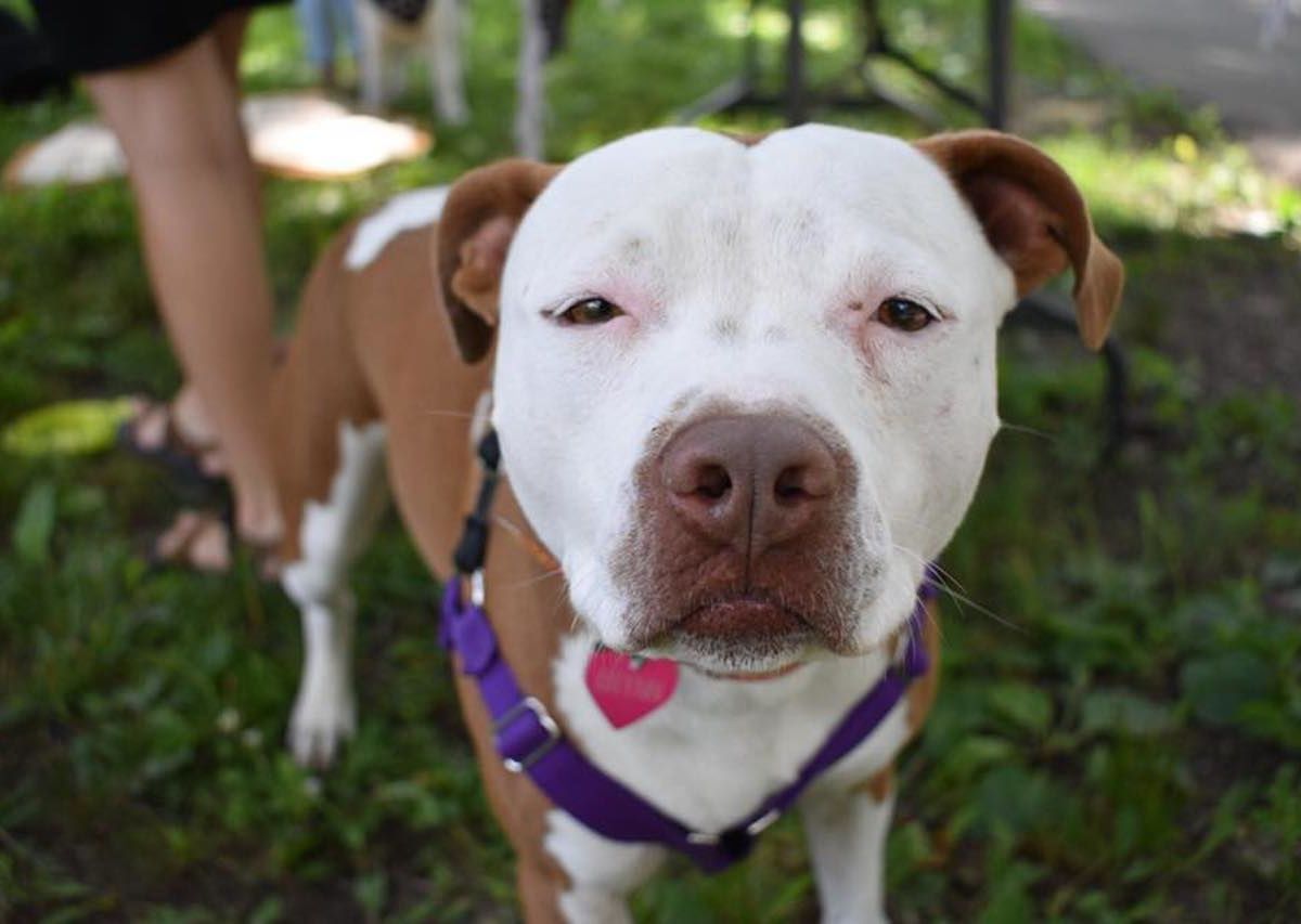 US Towns Where Animals Are the Mayor