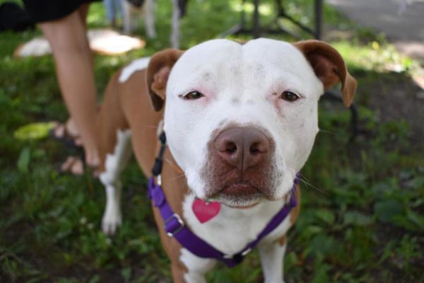 US Towns Where Animals Are the Mayor