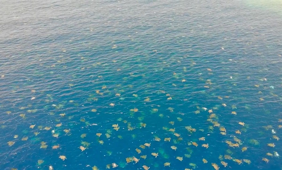 Drone Captures Over 64,000 Green Turtles Nesting at the Great Barrier Reef