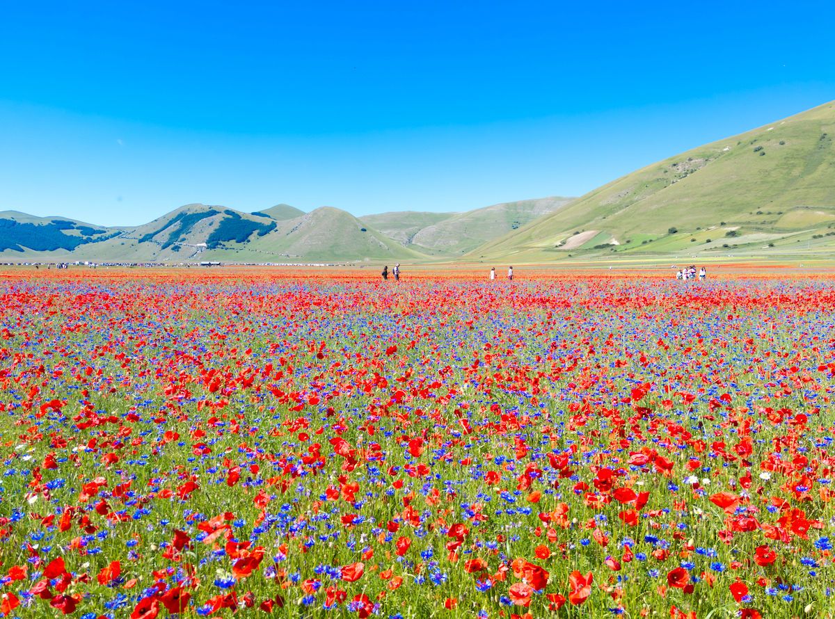 Flowering Of Castelluccio Di Norcia La Fioritura In Italy s Umbria Flowering Of Castelluccio Di Norcia La Fioritura In Italy s Umbria