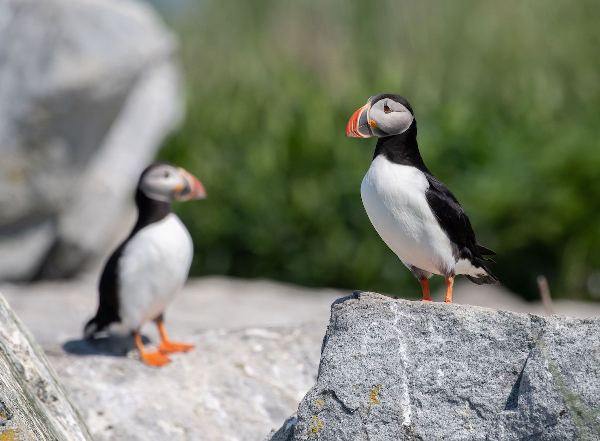 Where to see wildlife in Acadia National Park