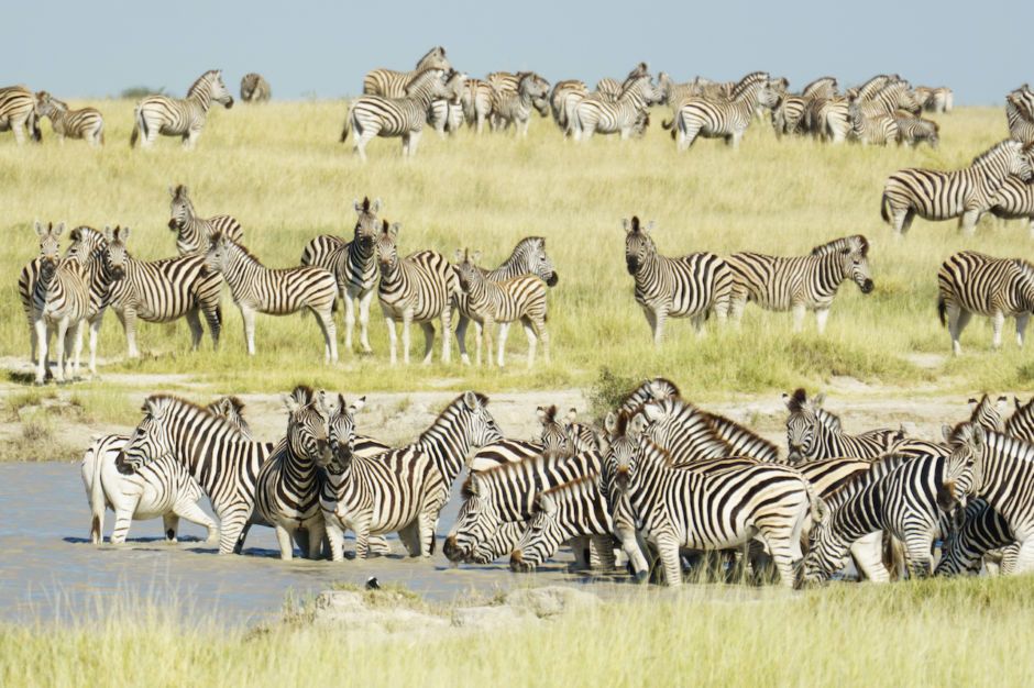 zebras at a waterhole in Makgadikgadi Pans National Park, Botswana