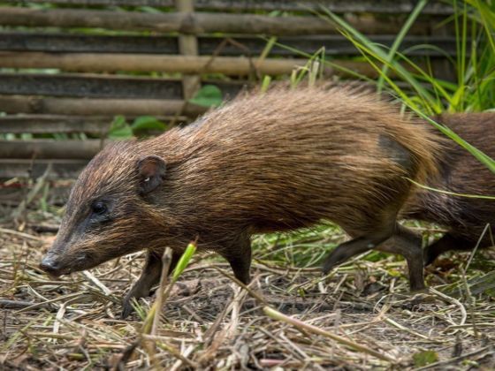 Pygmy Hogs Are Under Virus Lockdown in India