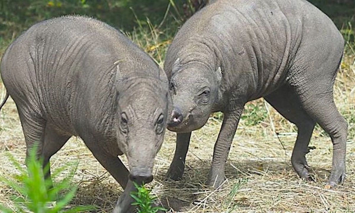 Babirusa Pigs Have Arrived at London Zoo