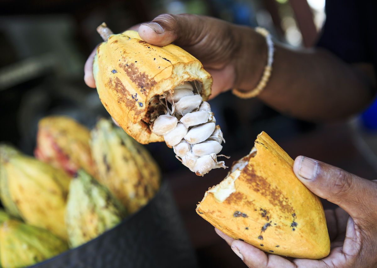 how-climate-change-impacts-cacao-and-chocolate