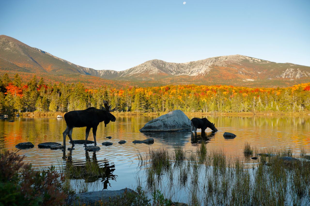 Moose drink from a lake in Baxter State Park, one of the best state parks in New England