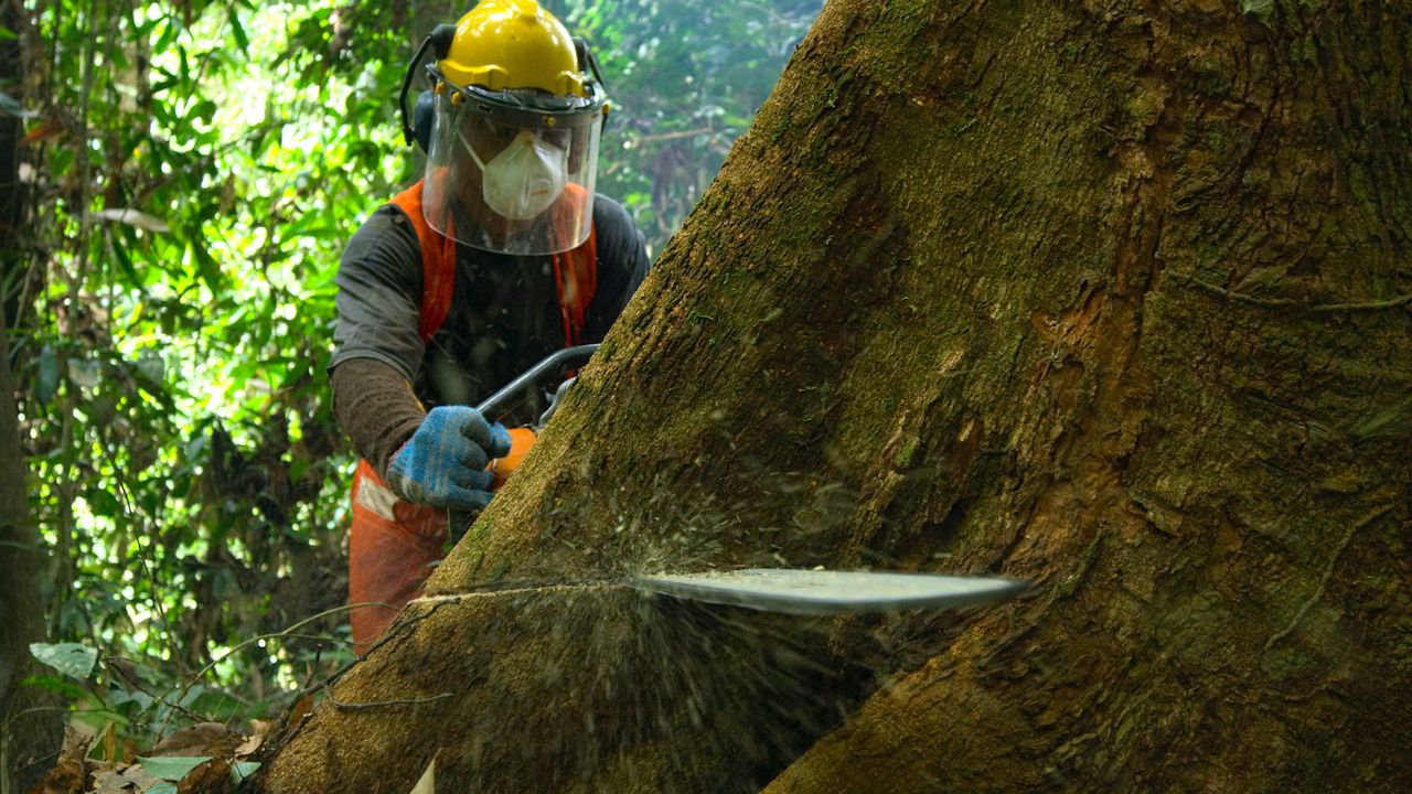 Worker in a forest