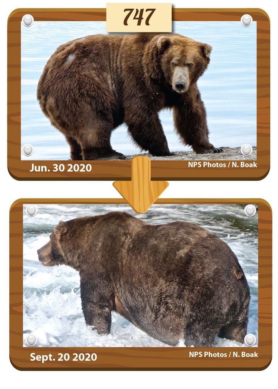 Bear 747 wins Katmai National Park's Fat Bear Week