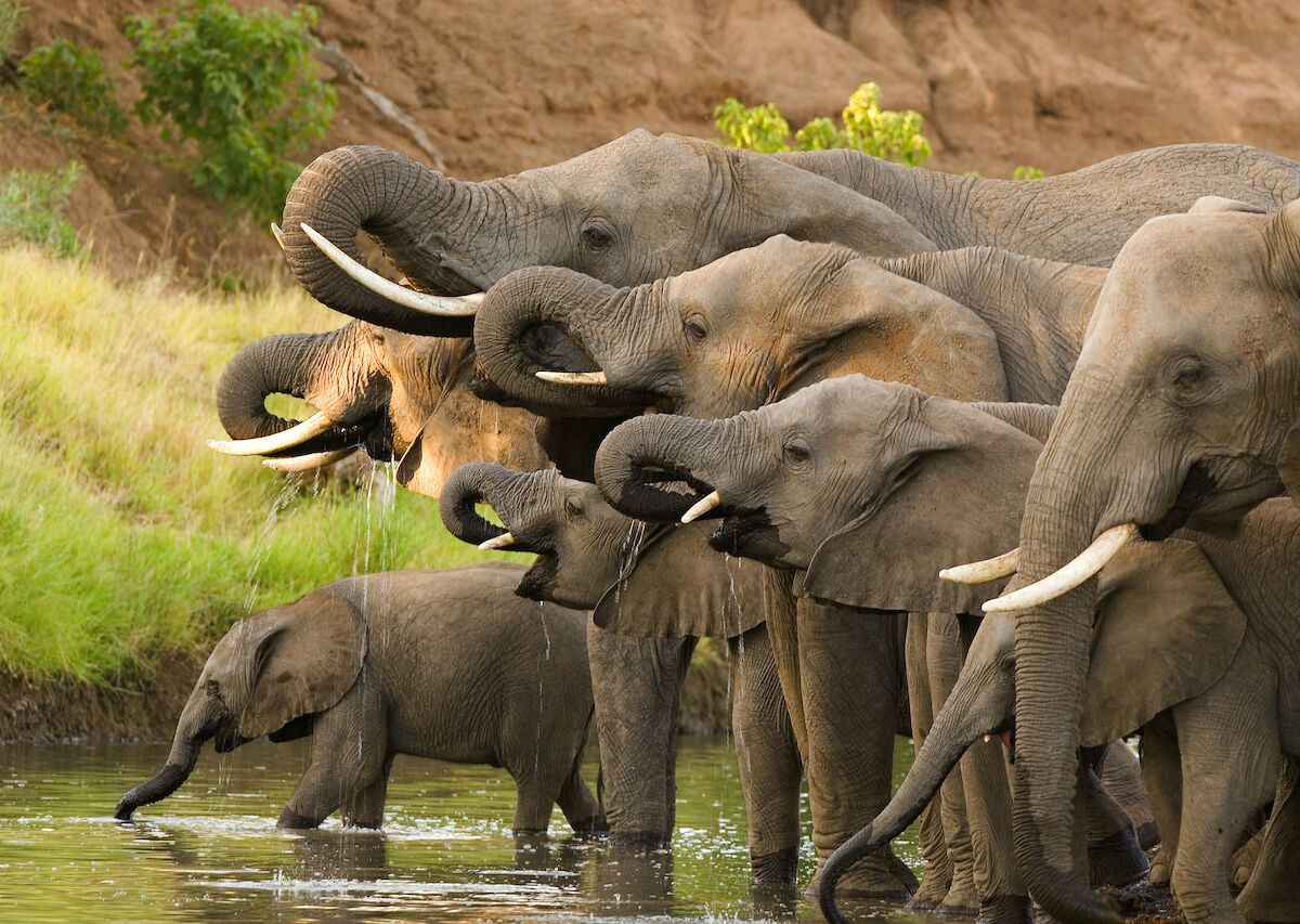 Cause of Death for Hundreds of Elephants in Botswana Finally Determined