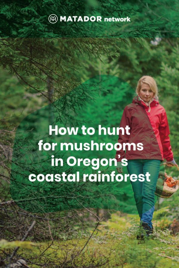 Oregon Mushroom Hunting Guide Where, When, and How to Go