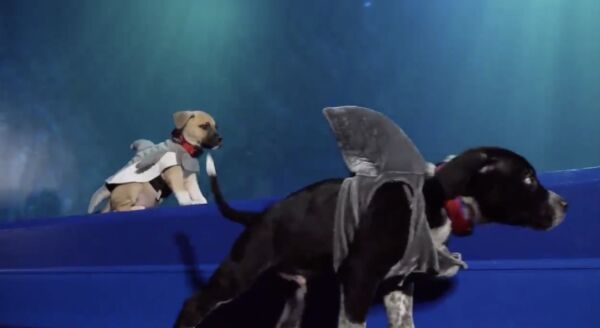 Dogs Dressed as Sharks Visit Aquarium