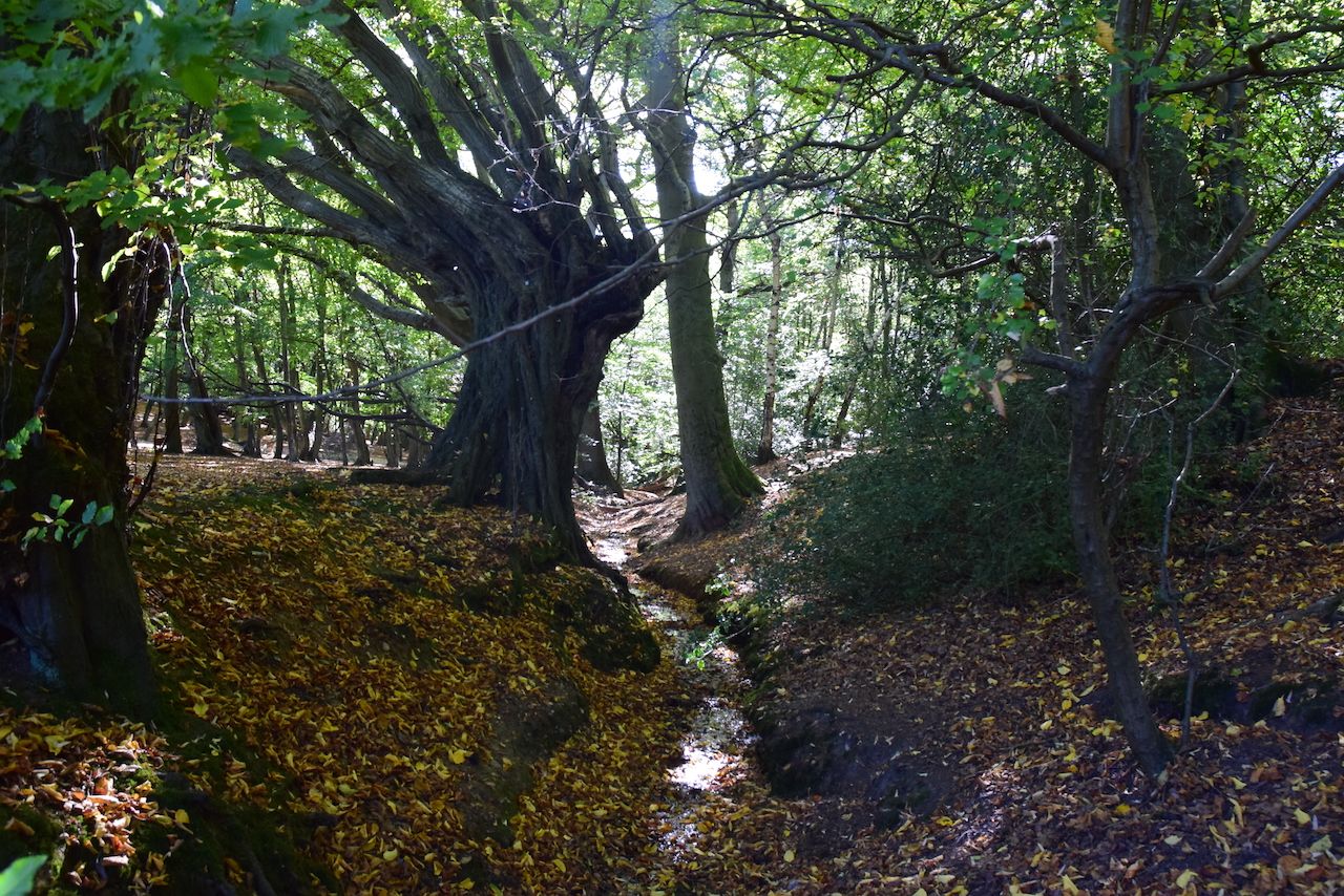 Epping Forest, one of the creepiest forests in the world