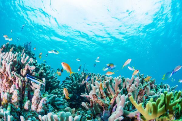 The Great Barrier Reef Has Lost Half Its Coral