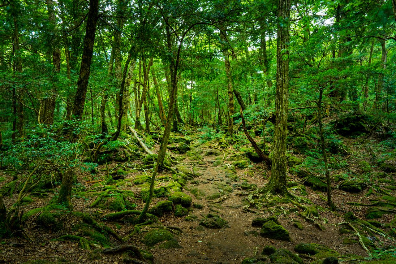 Saiko Aokigaharajukai Forest