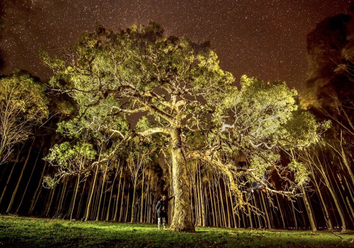 Sacred Aboriginal tree cut down in Victoria, Australia