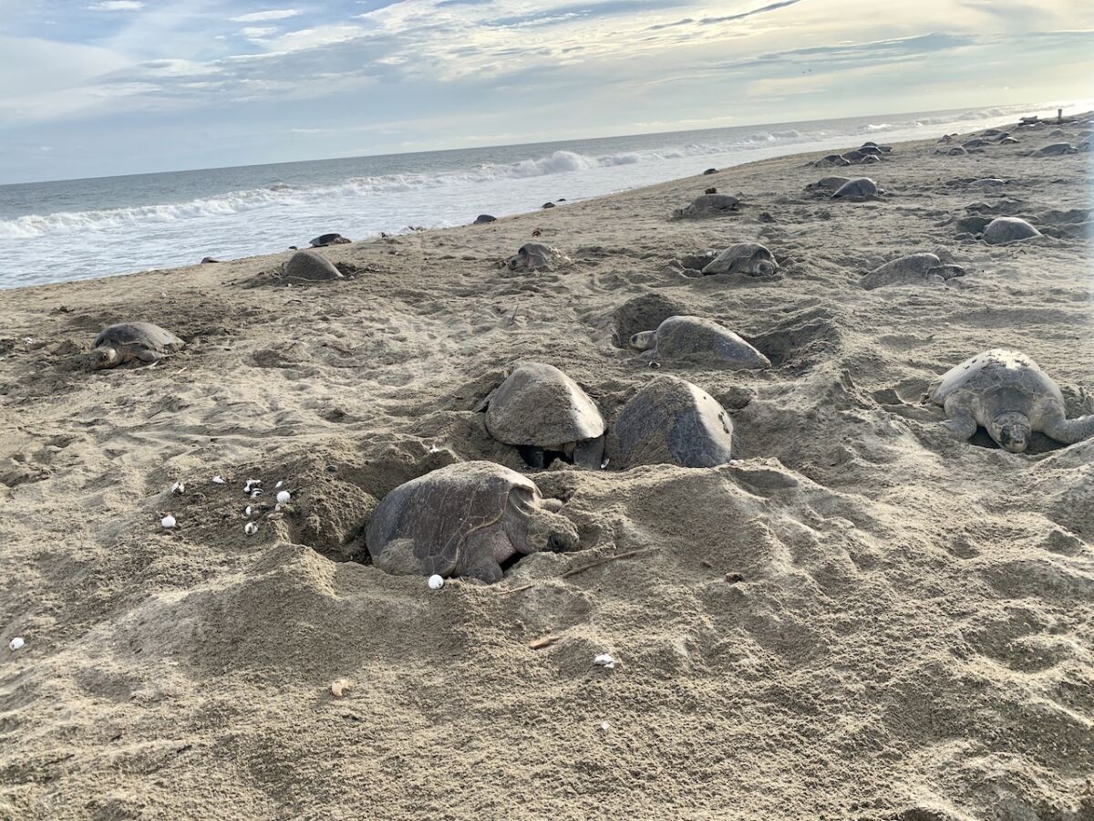 How To See Olive Ridley Sea Turtle Nesting at Escobilla Beach