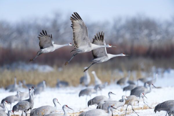 The Day I Envied the Cranes