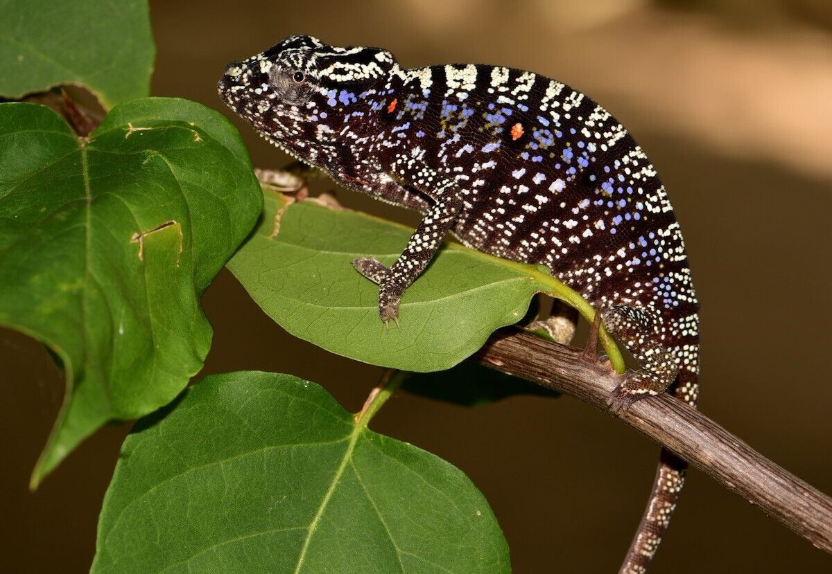 Chameleon Spotted in Madagascar for First Time in 100 Years