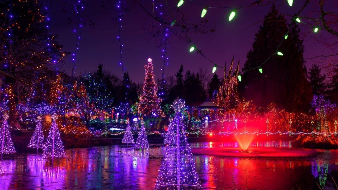 The purple and red holiday light displays at VanDusen Botanical Garden