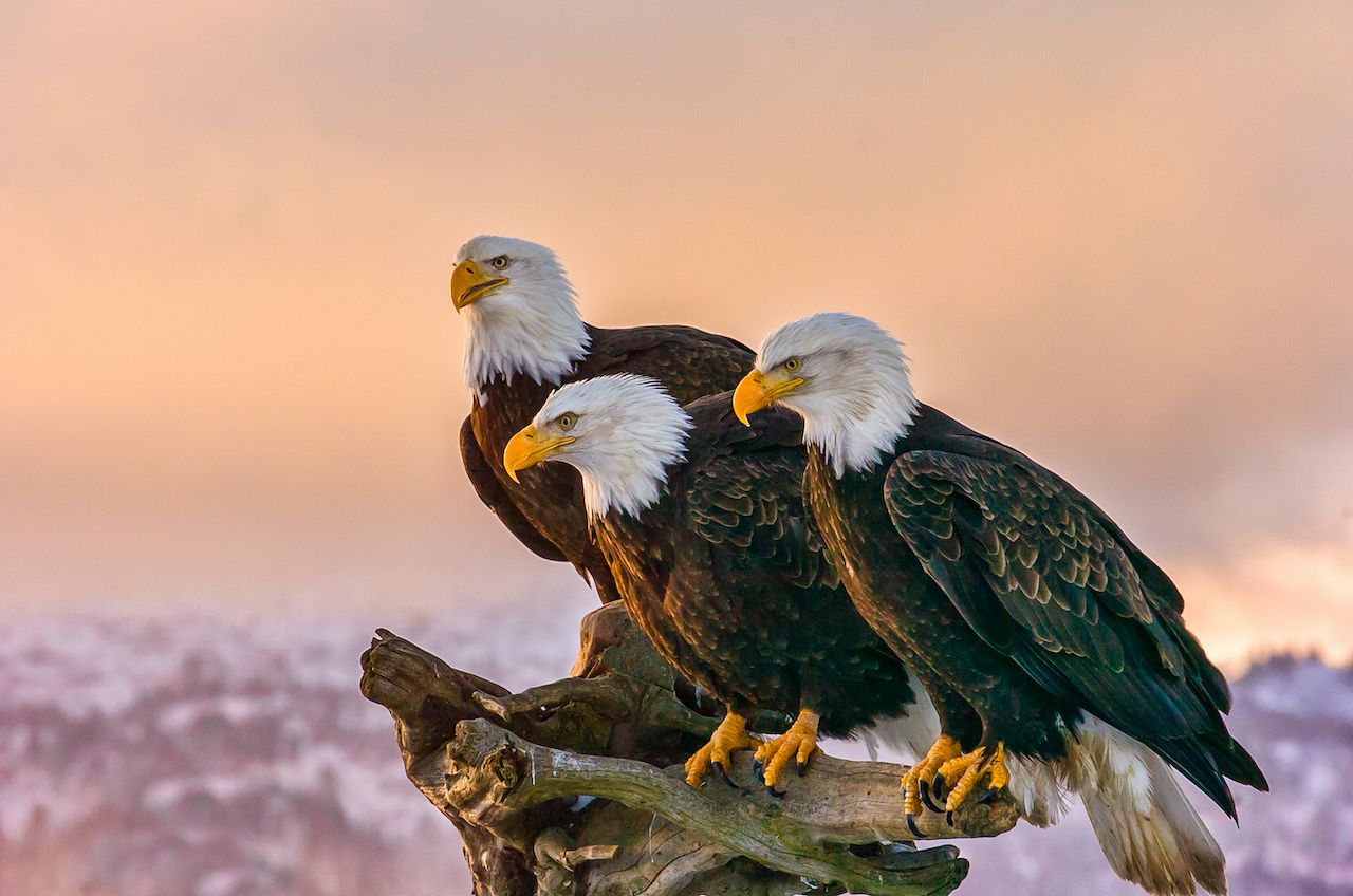 30 Incredible Images of North American Wildlife
