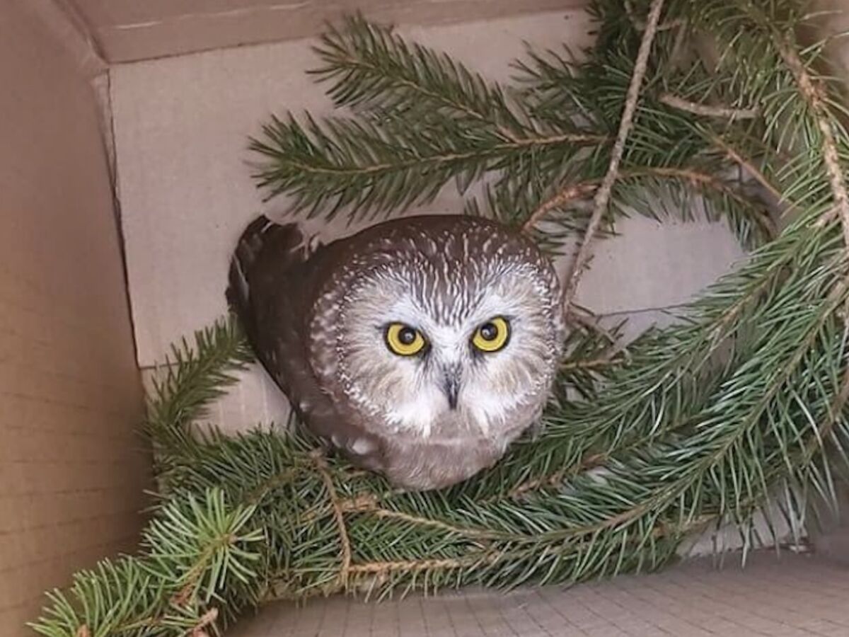 Owl Found in the Rockefeller Center Christmas Tree