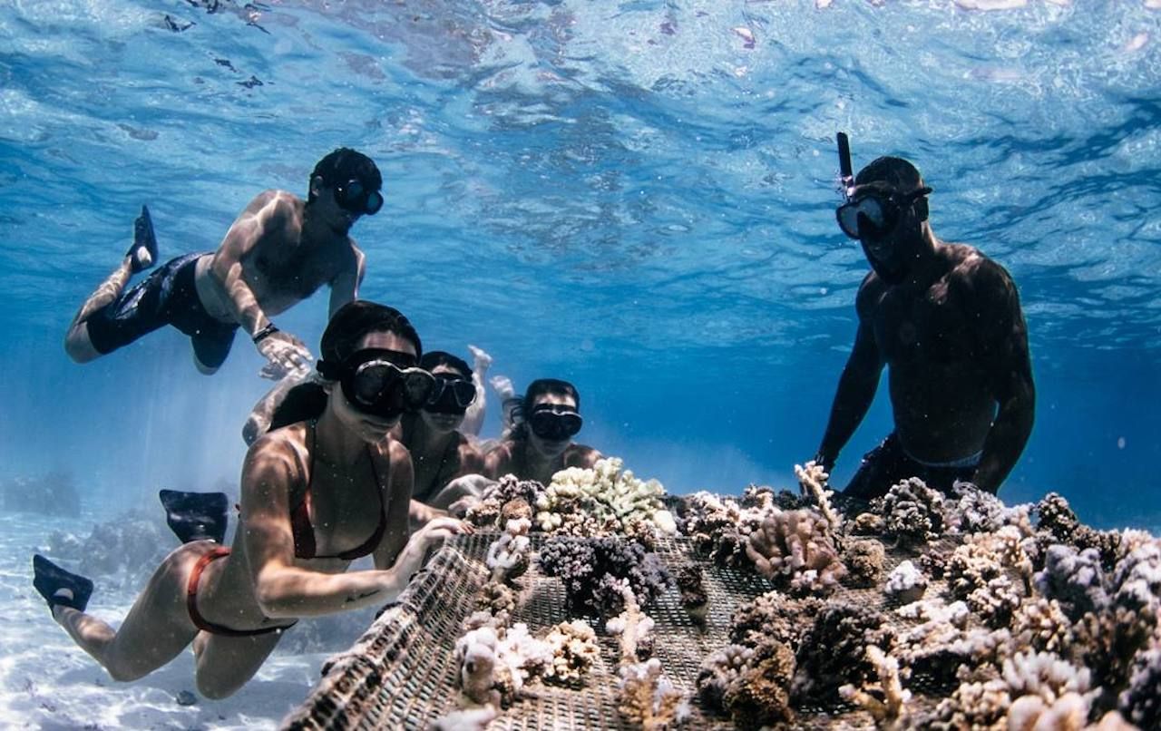 Coral Gardeners