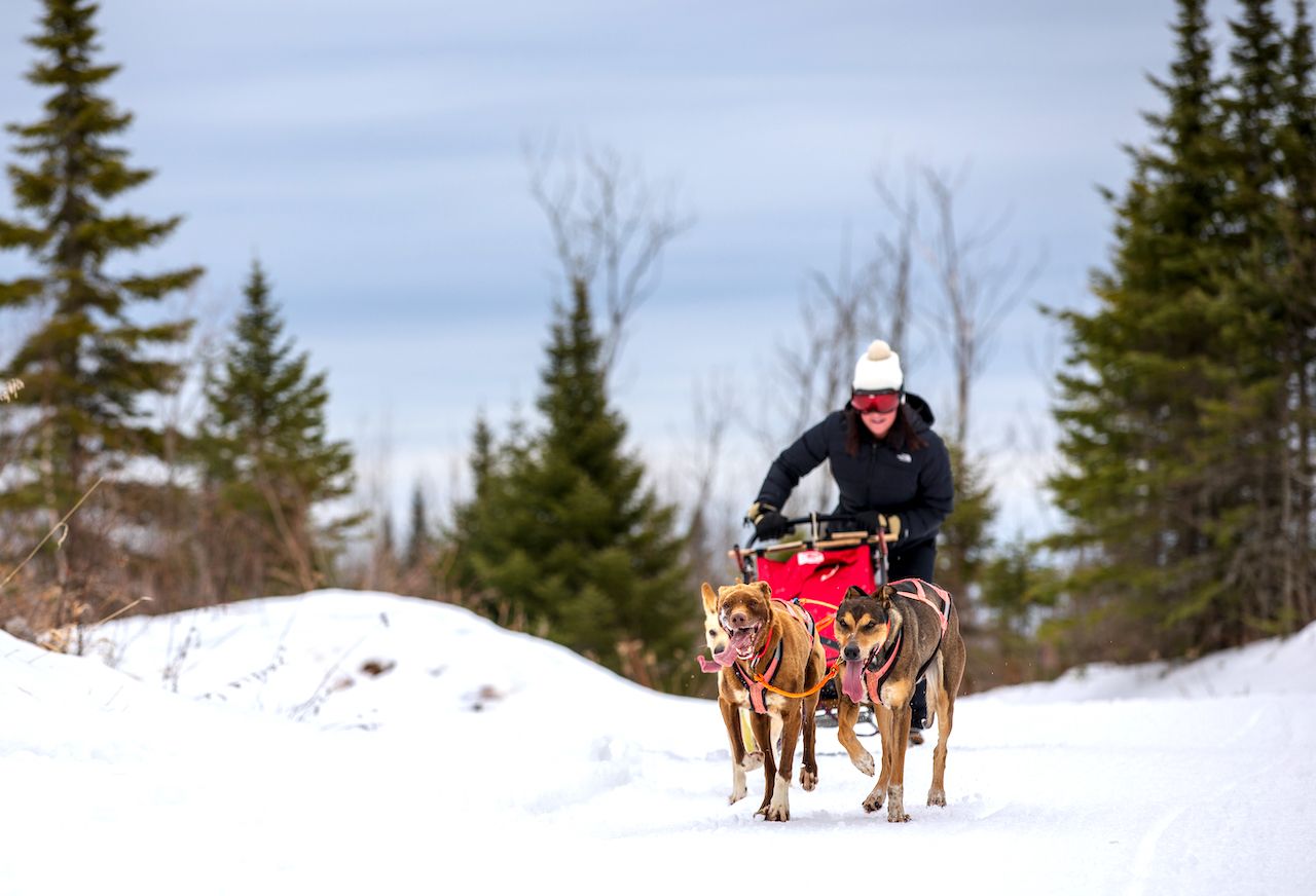 Dog-sledding in Minnesota