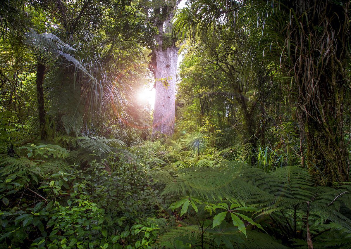 What is New Zealand’s Forest of Hope?