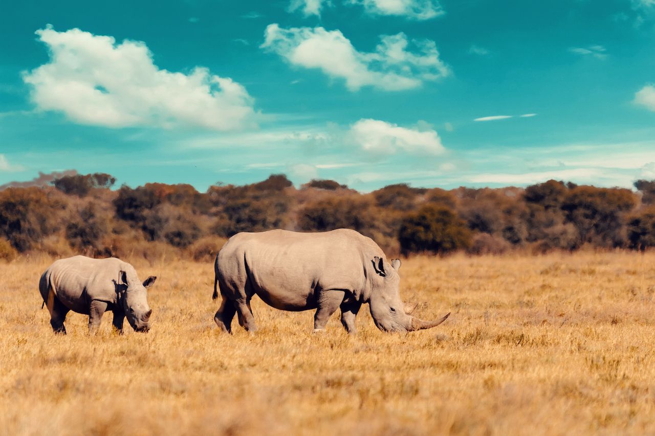 Rhinos