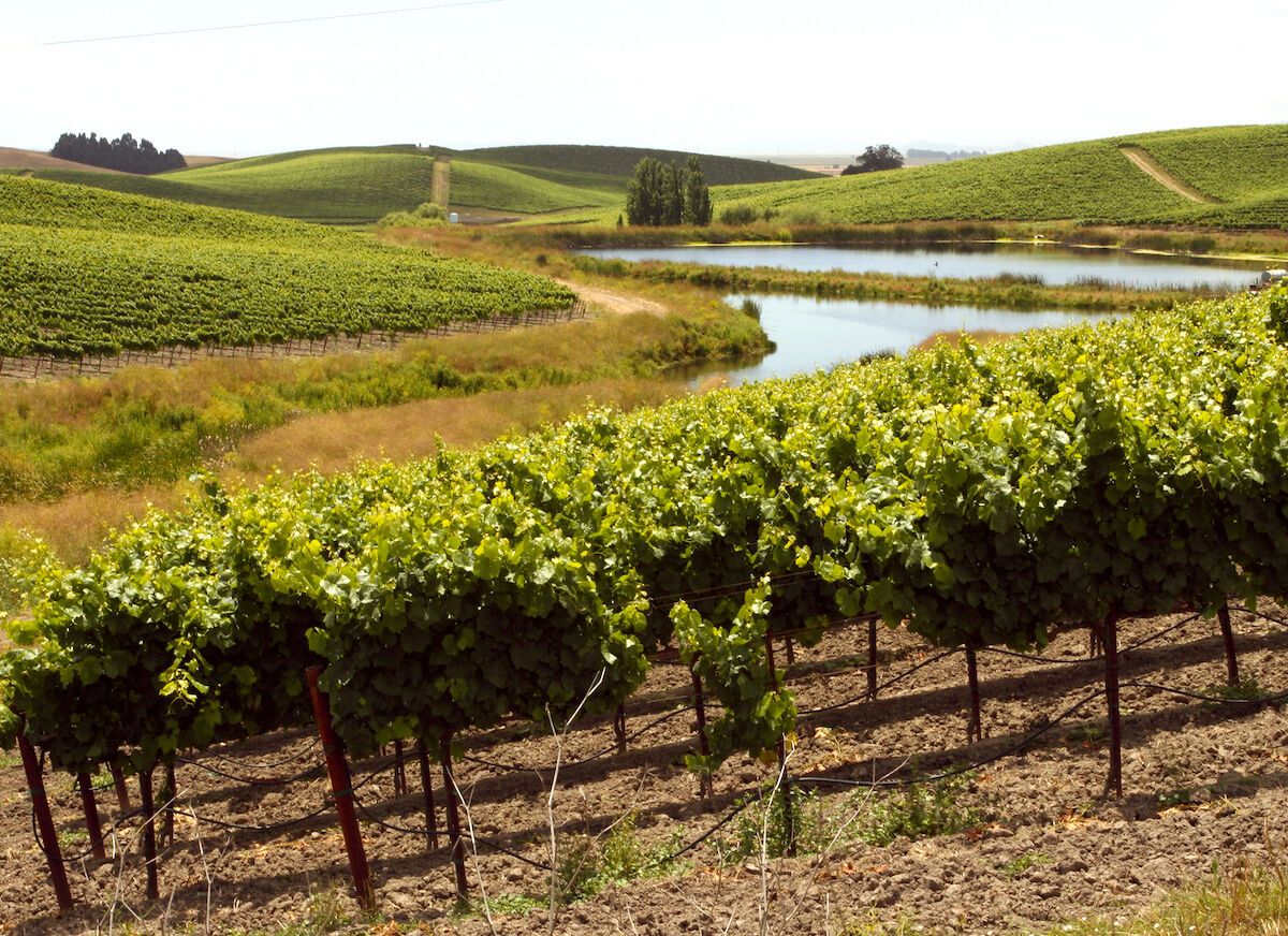 Gamble Family Vineyards Regenerative Agriculture Is Helping Restore the ...