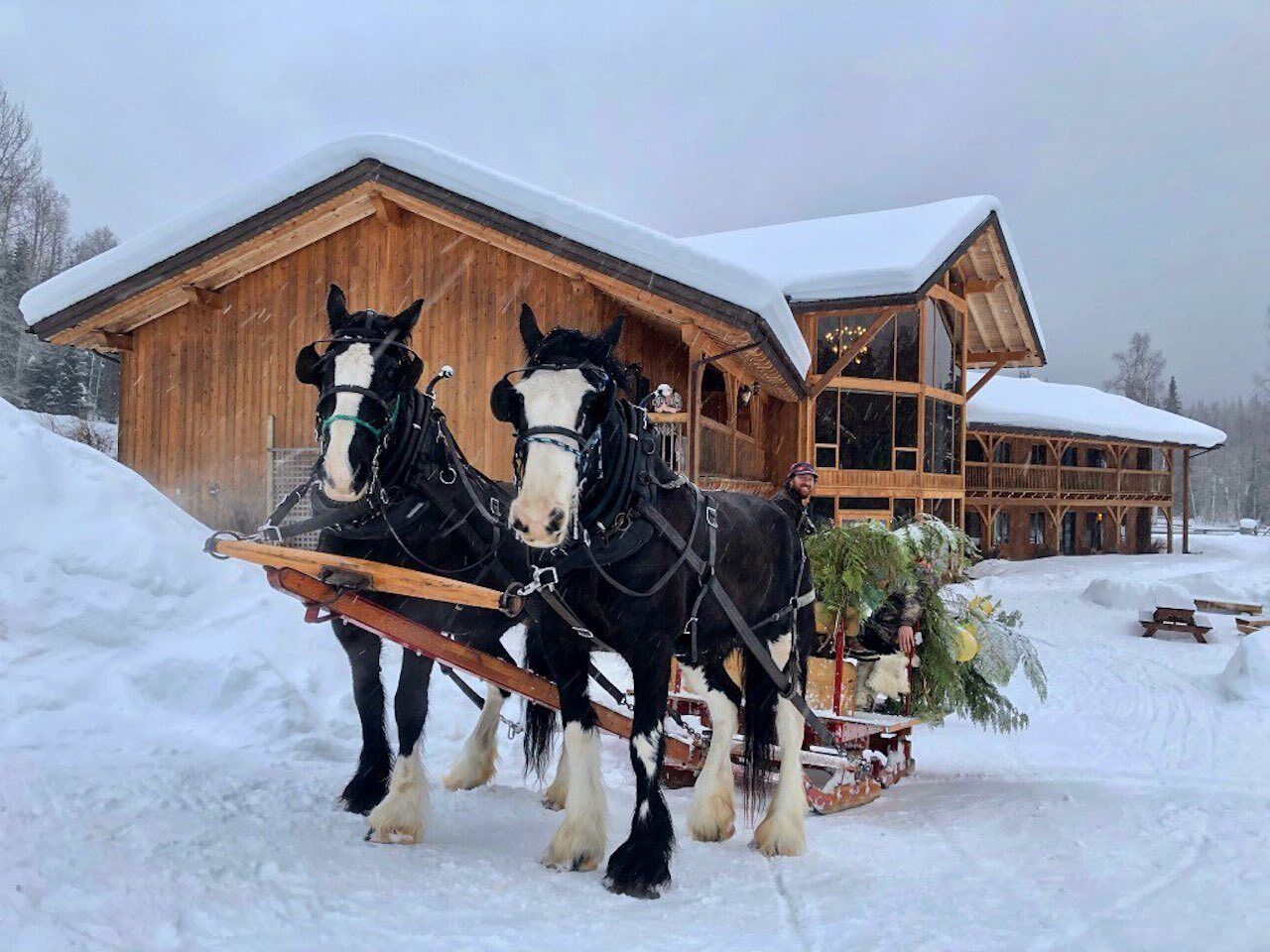 Two draft horses outside of Bearclaw backcountry lodge in the winter