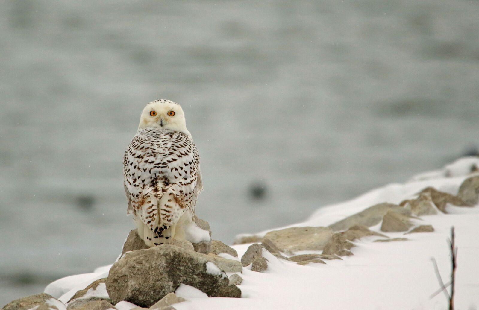 snow owl watching is one of the best things to do in the midwest in winter