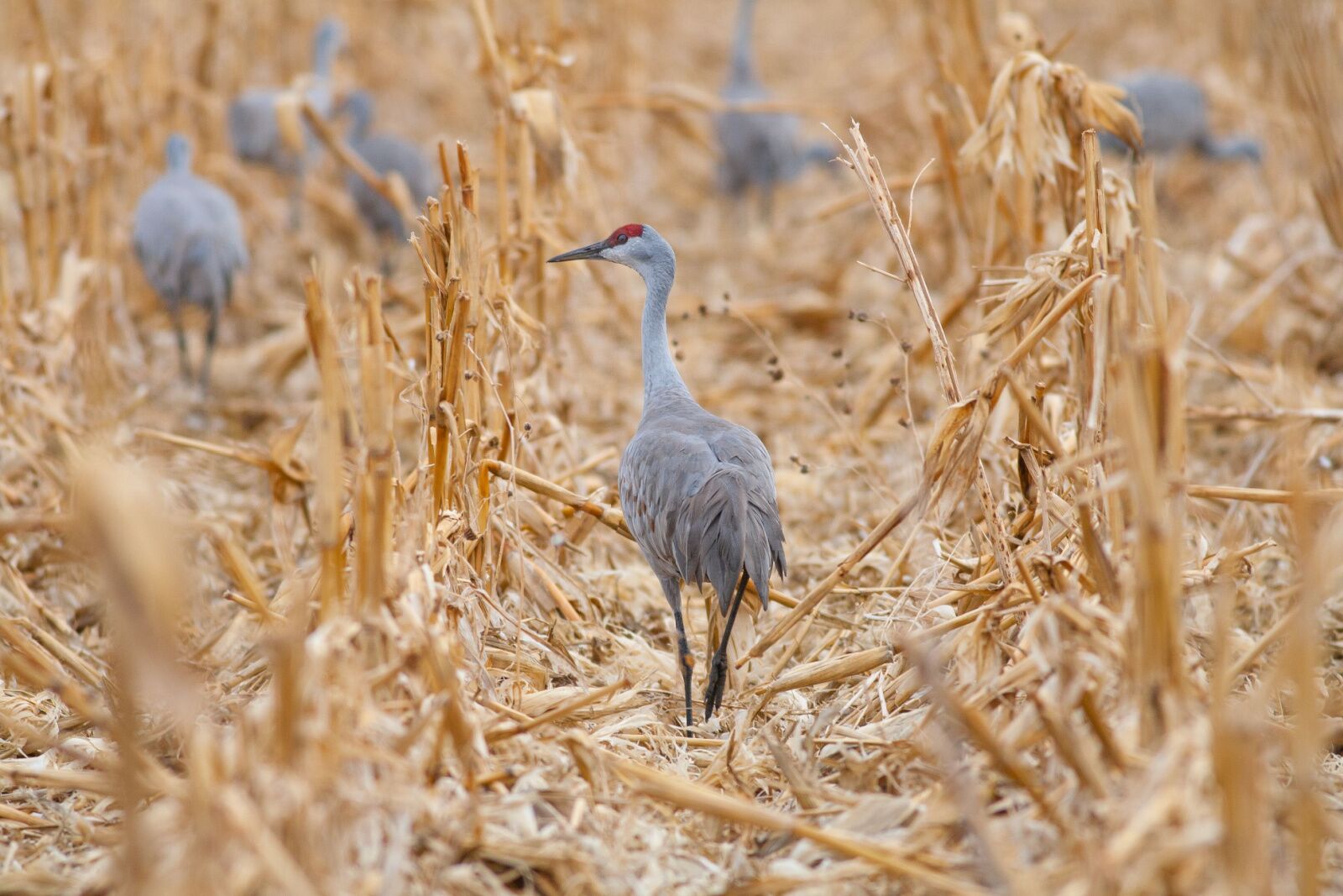 sandhill crane iowa best things to do in the midwest