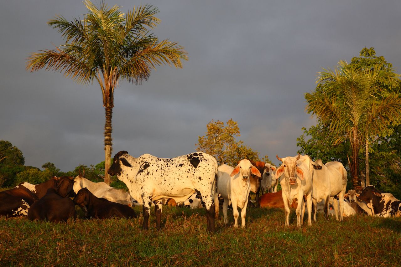 Cattle in Brazil