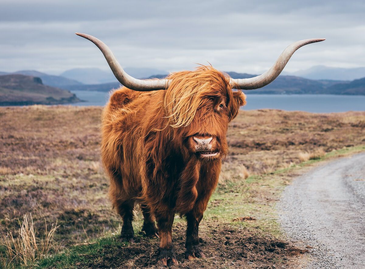 scotch highland cow