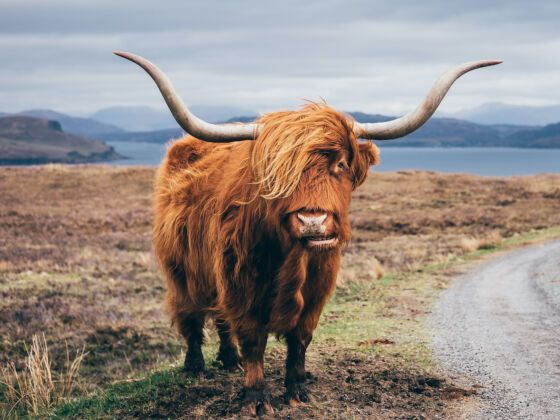 Highland Cattle, Scotland