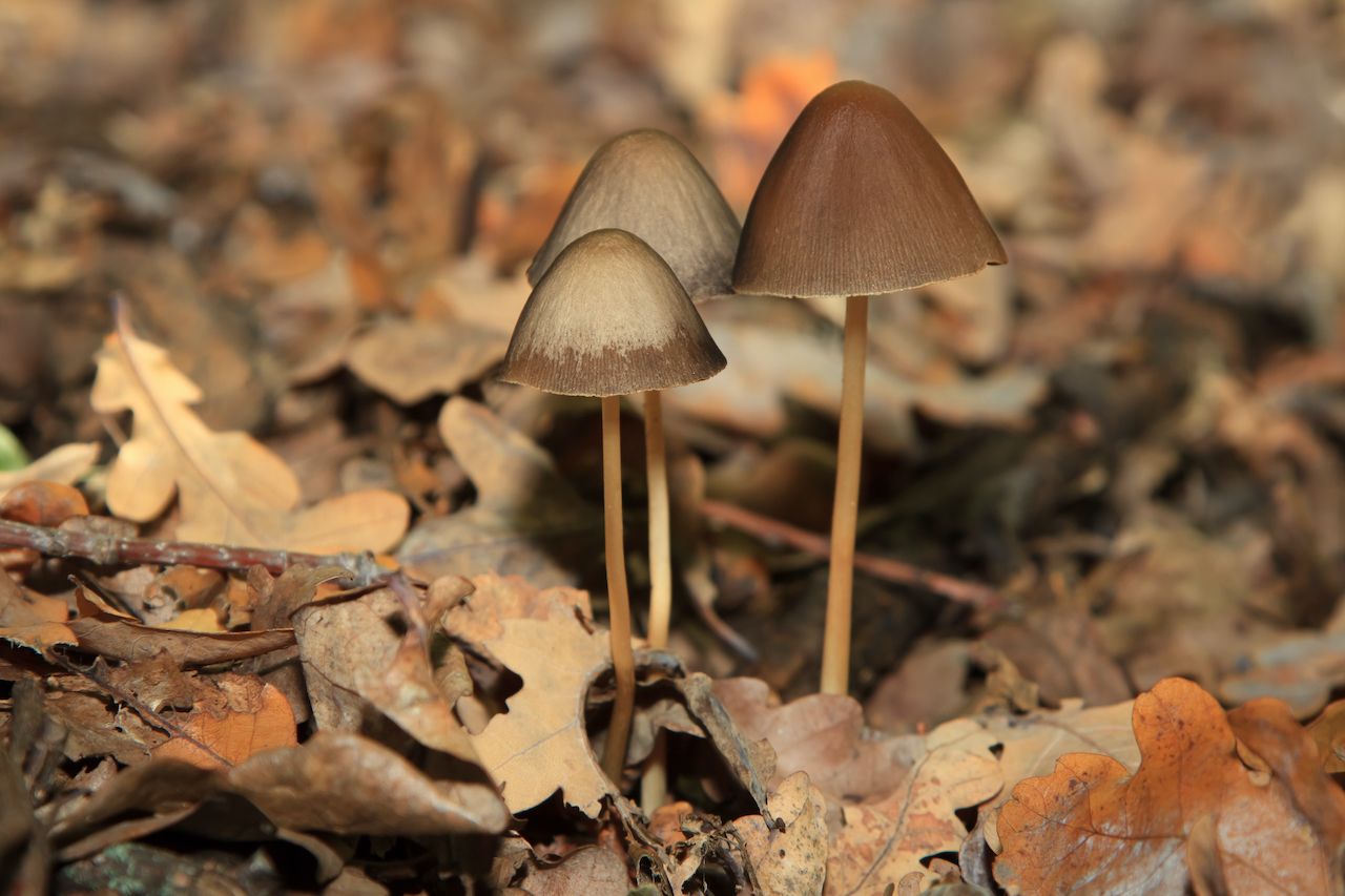 The Science Powering Magic Mushrooms: Psychedelic Compounds and Results ...