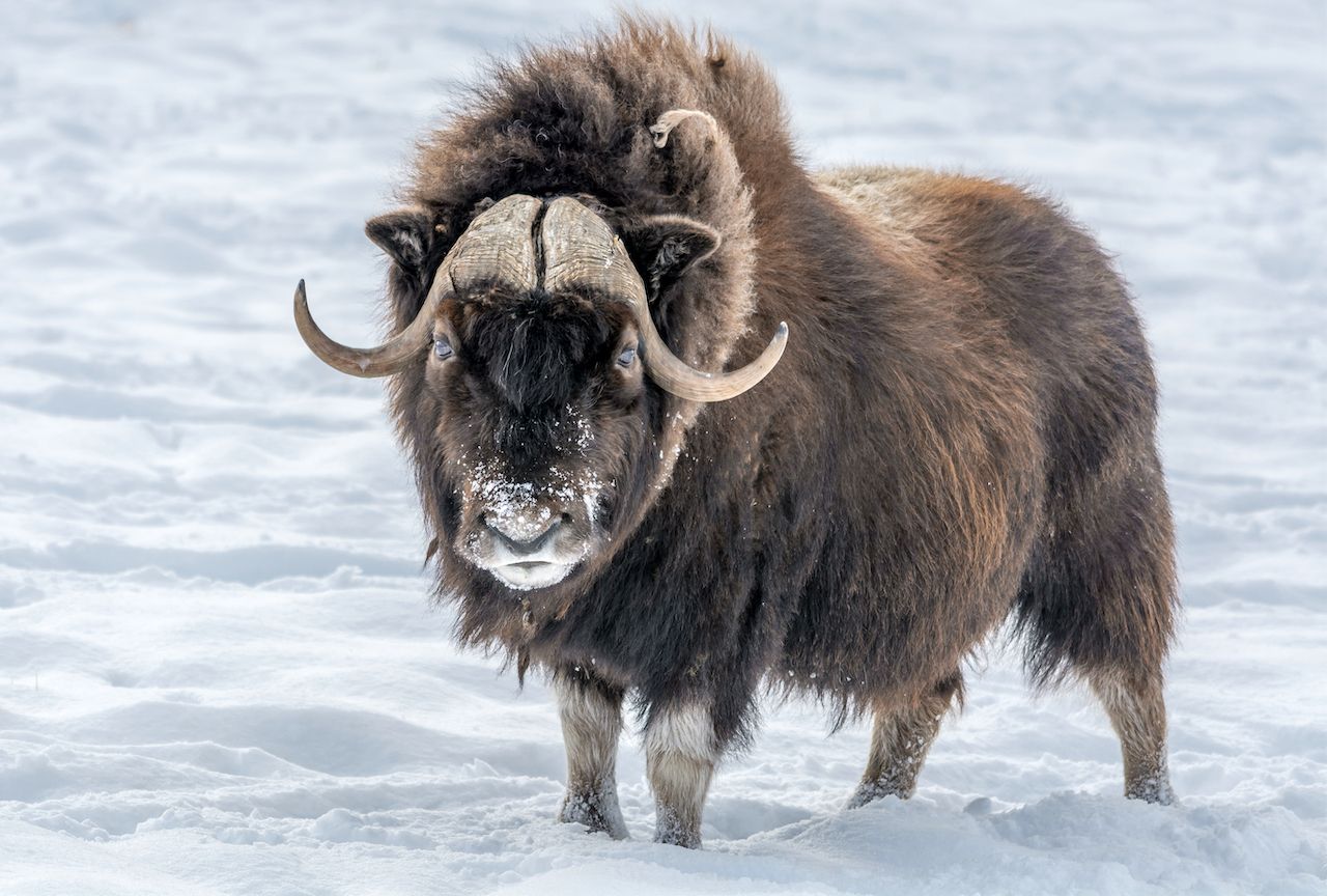 muskox in the snow